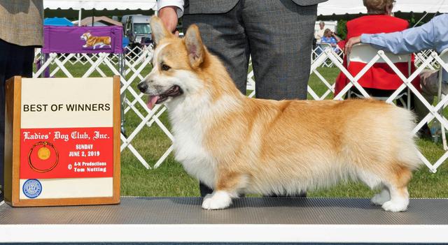 Dalarno corgis sales