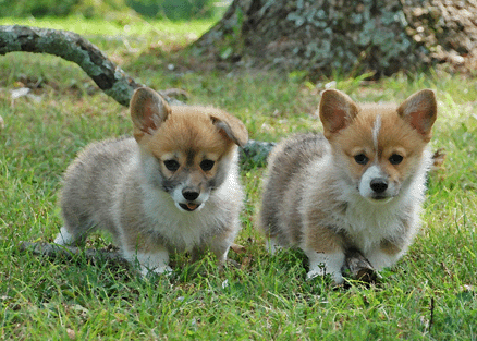 Dalarno corgis shop