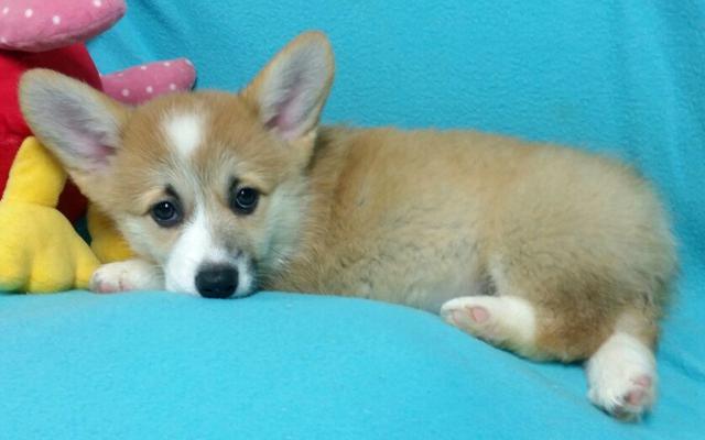 Dalarno corgis shop