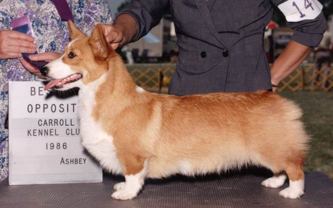 Dalarno corgis shop