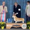 BIS #3, Judge Lowell K. Davis, Macon Kennel Club.