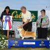 BIS #4, Judge Faye Strauss, Ann Arbor Kennel Club.