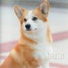 Dog News Cover, July 2011