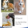 Dog News Eukanuba National Championship Issue, December 2011