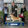 Group 1, Judge Arlene Benko, Charleston Kennel Club