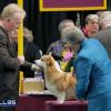 Table exam by Judge Joy Brewster, Westminster Kennel Club 2012.