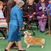 Judge Joy Brewster giving her final look.  Westminster Kennel Club 2021.