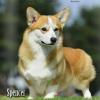 Dog News Cover, March 2012