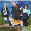 Group 1, Judge Michele Billings, Magic Valley Kennel Club, April 2012