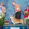 BIS #9, Judge Jerry Watson, Western Carolina Dog Fanciers Association, June 2012.